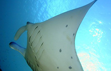 体験ダイビング イメージ