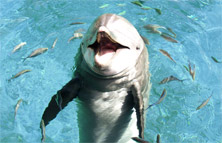 イルカとのふれあい体験 イメージ