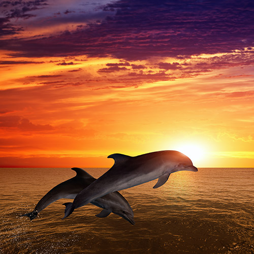 イルカに出遭うイメージ2